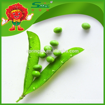 Chinese Green Fresh Pea pod